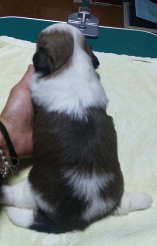 シーズー ブリーダー 子犬専門店AngelWan 横浜