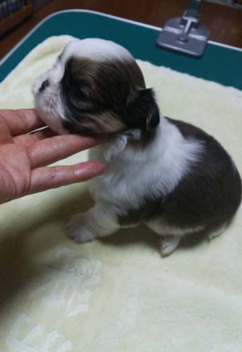 シーズー ブリーダー 子犬専門店AngelWan 横浜