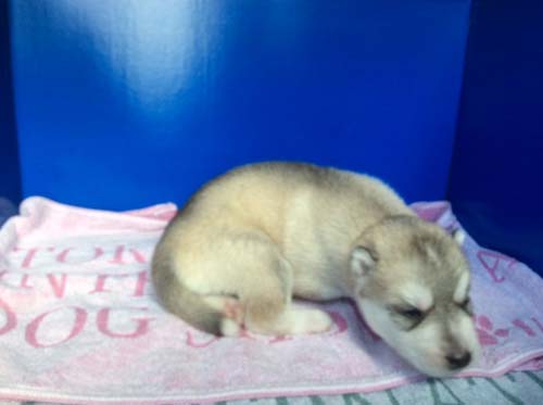 9月になりました！生まれて２週間！