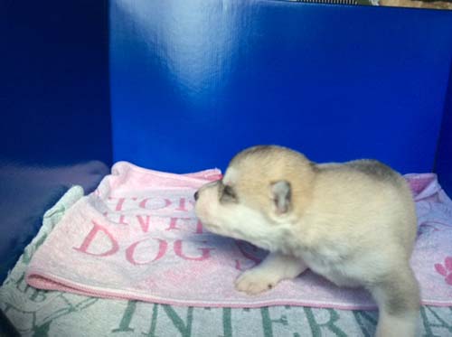 シベリアンハスキー　ブリーダー 子犬専門店AngelWan 横浜