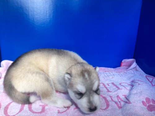 シベリアンハスキー　ブリーダー 子犬専門店AngelWan 横浜