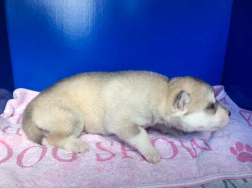 シベリアンハスキー　ブリーダー 子犬専門店AngelWan 横浜