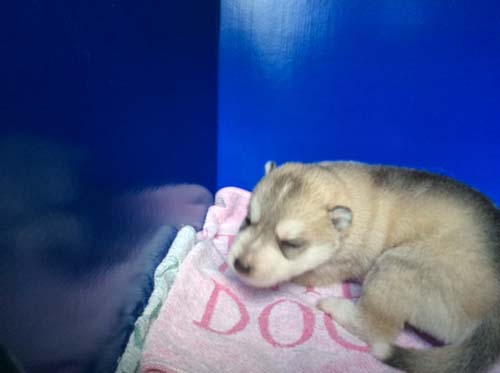 シベリアンハスキー　ブリーダー 子犬専門店AngelWan 横浜