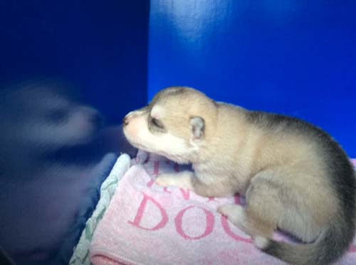 シベリアンハスキー　ブリーダー 子犬専門店AngelWan 横浜