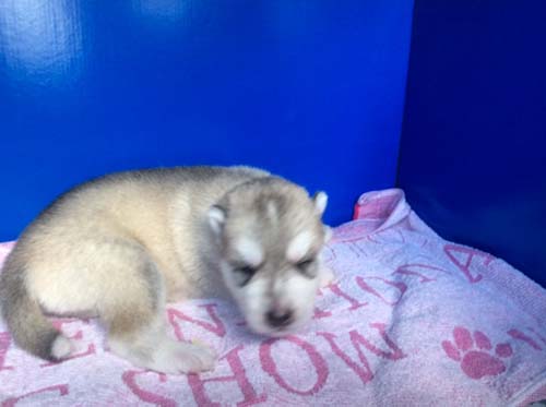 シベリアンハスキー　ブリーダー 子犬専門店AngelWan 横浜