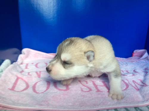 シベリアンハスキー　ブリーダー 子犬専門店AngelWan 横浜