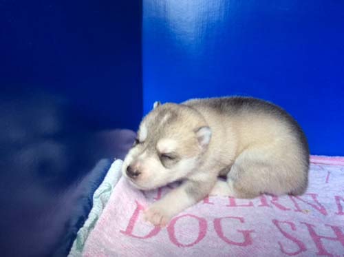 シベリアンハスキー　ブリーダー 子犬専門店AngelWan 横浜