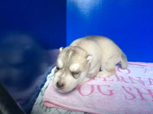 シベリアンハスキー　ブリーダー 子犬専門店AngelWan 横浜