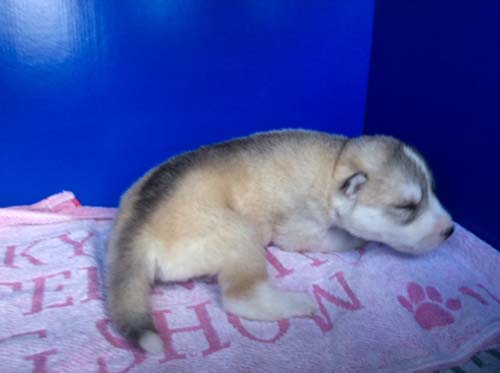 シベリアンハスキー　ブリーダー 子犬専門店AngelWan 横浜