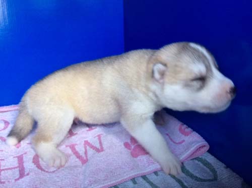 シベリアンハスキー　ブリーダー 子犬専門店AngelWan 横浜