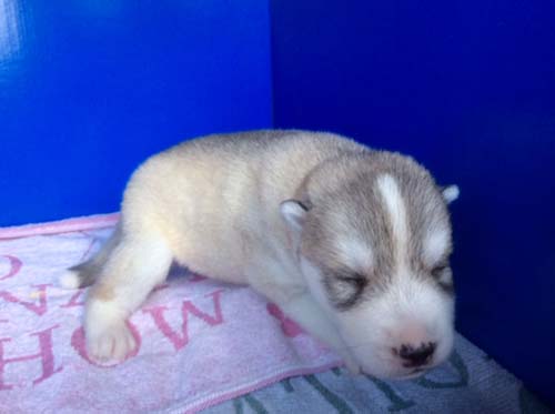 シベリアンハスキー　ブリーダー 子犬専門店AngelWan 横浜