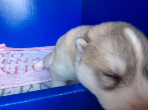 シベリアンハスキー　ブリーダー 子犬専門店AngelWan 横浜