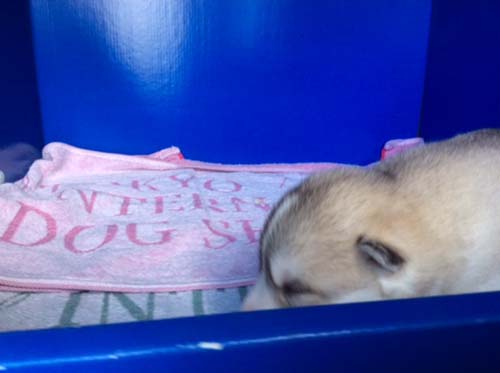 シベリアンハスキー　ブリーダー 子犬専門店AngelWan 横浜