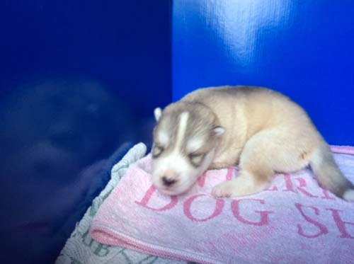 シベリアンハスキー　ブリーダー 子犬専門店AngelWan 横浜