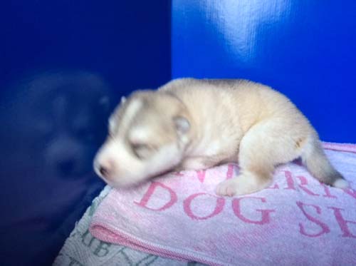 シベリアンハスキー　ブリーダー 子犬専門店AngelWan 横浜