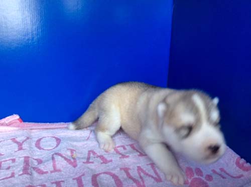 シベリアンハスキー　ブリーダー 子犬専門店AngelWan 横浜