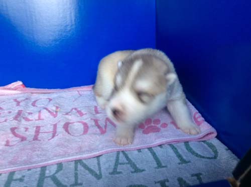 シベリアンハスキー　ブリーダー 子犬専門店AngelWan 横浜