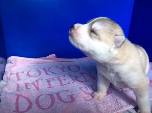 シベリアンハスキー　ブリーダー 子犬専門店AngelWan 横浜
