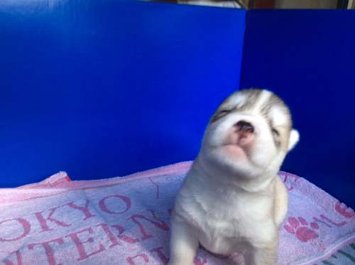 シベリアンハスキー　ブリーダー 子犬専門店AngelWan 横浜