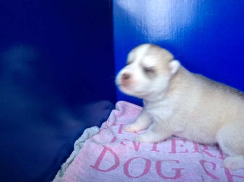 シベリアンハスキー　ブリーダー 子犬専門店AngelWan 横浜