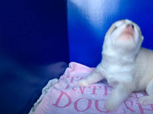 シベリアンハスキー　ブリーダー 子犬専門店AngelWan 横浜