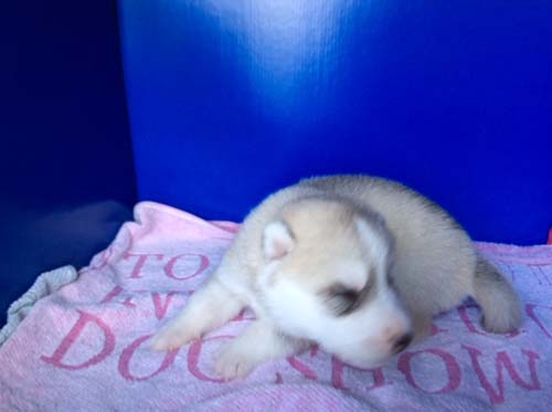 シベリアンハスキー　ブリーダー 子犬専門店AngelWan 横浜