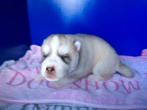 シベリアンハスキー　ブリーダー 子犬専門店AngelWan 横浜