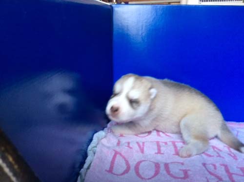 シベリアンハスキー　ブリーダー 子犬専門店AngelWan 横浜