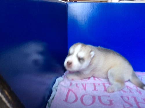 シベリアンハスキー　ブリーダー 子犬専門店AngelWan 横浜