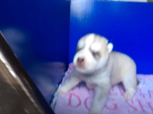 シベリアンハスキー　ブリーダー 子犬専門店AngelWan 横浜