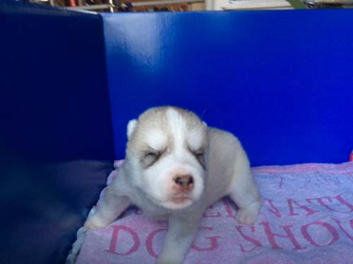 シベリアンハスキー　ブリーダー 子犬専門店AngelWan 横浜