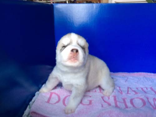 シベリアンハスキー　ブリーダー 子犬専門店AngelWan 横浜