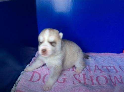 シベリアンハスキー　ブリーダー 子犬専門店AngelWan 横浜