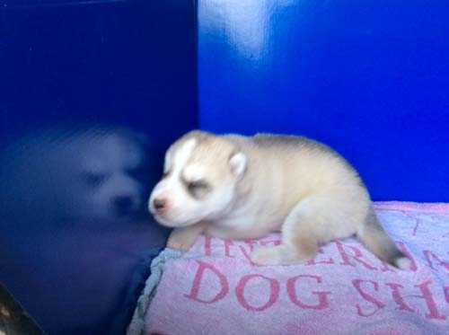 シベリアンハスキー　ブリーダー 子犬専門店AngelWan 横浜