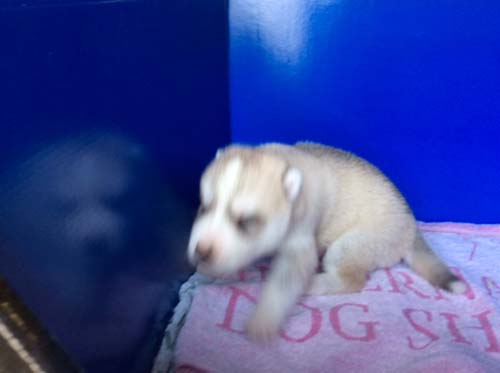 シベリアンハスキー　ブリーダー 子犬専門店AngelWan 横浜