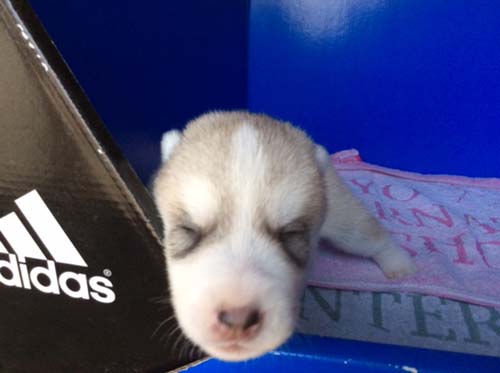 シベリアンハスキー　ブリーダー 子犬専門店AngelWan 横浜