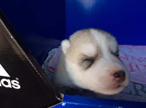 シベリアンハスキー　ブリーダー 子犬専門店AngelWan 横浜