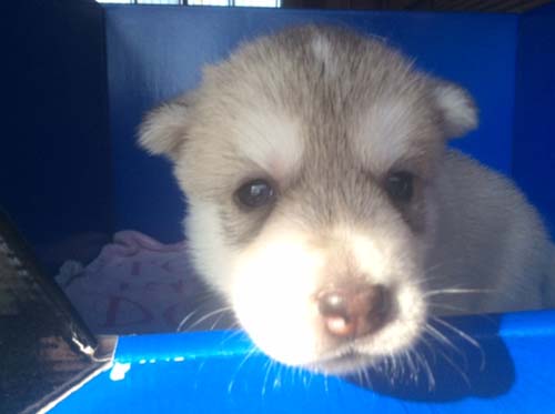 シベリアンハスキー　ブリーダー 子犬専門店AngelWan 横浜