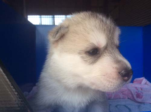 シベリアンハスキー　ブリーダー 子犬専門店AngelWan 横浜