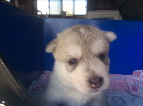 シベリアンハスキー　ブリーダー 子犬専門店AngelWan 横浜