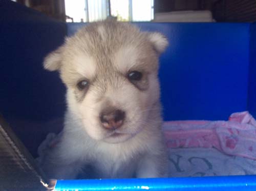 シベリアンハスキー　ブリーダー 子犬専門店AngelWan 横浜