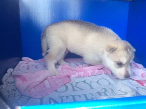 シベリアンハスキー　ブリーダー 子犬専門店AngelWan 横浜