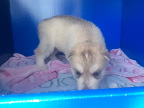 シベリアンハスキー　ブリーダー 子犬専門店AngelWan 横浜