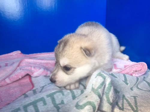 シベリアンハスキー　ブリーダー 子犬専門店AngelWan 横浜