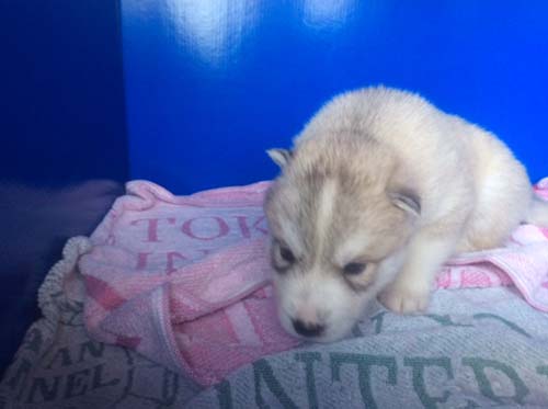 シベリアンハスキー　ブリーダー 子犬専門店AngelWan 横浜