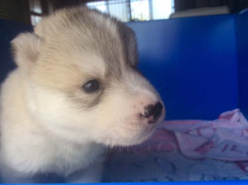 シベリアンハスキー　ブリーダー 子犬専門店AngelWan 横浜
