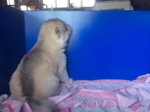 シベリアンハスキー　ブリーダー 子犬専門店AngelWan 横浜