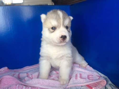 シベリアンハスキー　ブリーダー 子犬専門店AngelWan 横浜