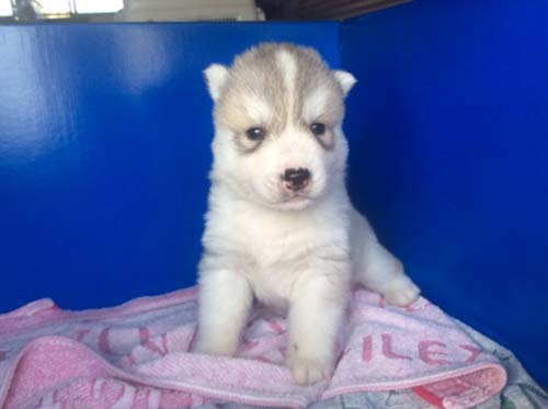 シベリアンハスキー　ブリーダー 子犬専門店AngelWan 横浜