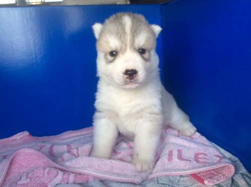 シベリアンハスキー　ブリーダー 子犬専門店AngelWan 横浜